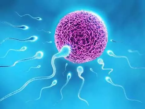 Sztuczne zapłodnienie jedyną metodą, aby zajść w ciążę w niedalekiej przyszłości?