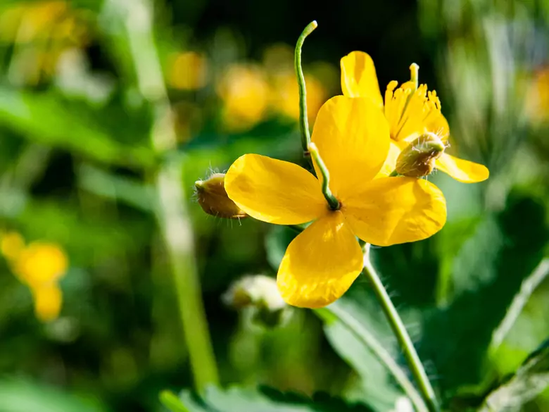 Zioła w leczeniu dolegliwości kobiecych